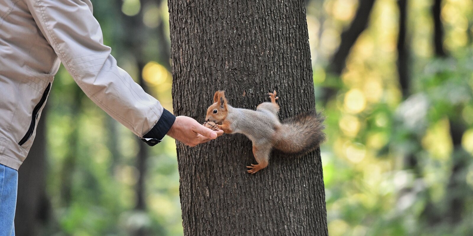 Хвост Сибирской Белки Joyfish Siberian Squirrel Tail